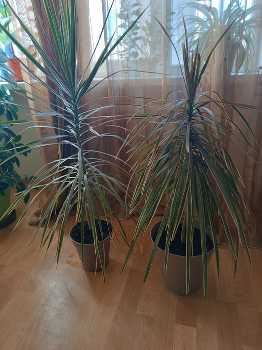 Драцена Маргината" , два деревца .