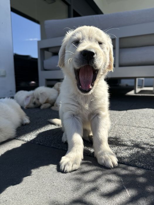 Szczeniaki Golden Retriver gotowe do odbioru