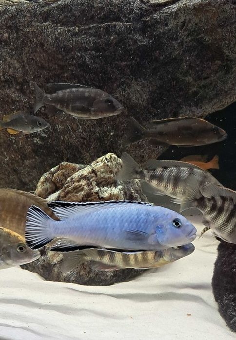 pyszczaki sprzedaż/zamiana