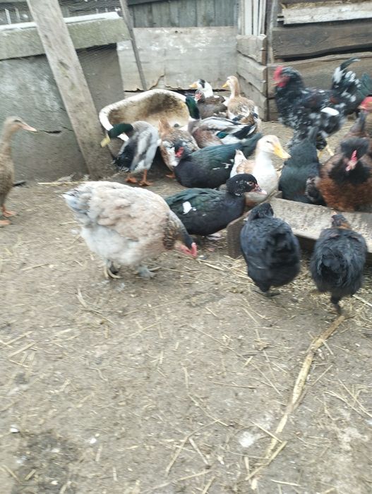Продаю яйця інкубаційні