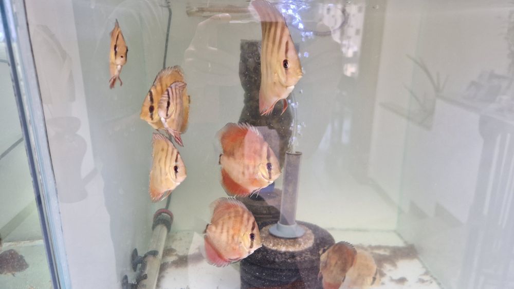 Discus juvenis red cover X turquesa