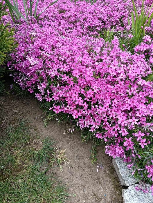 Floksy dywan różowe