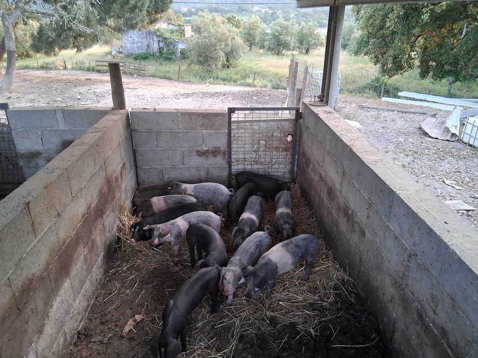 porcas bizarros com dois meses  puras registadas