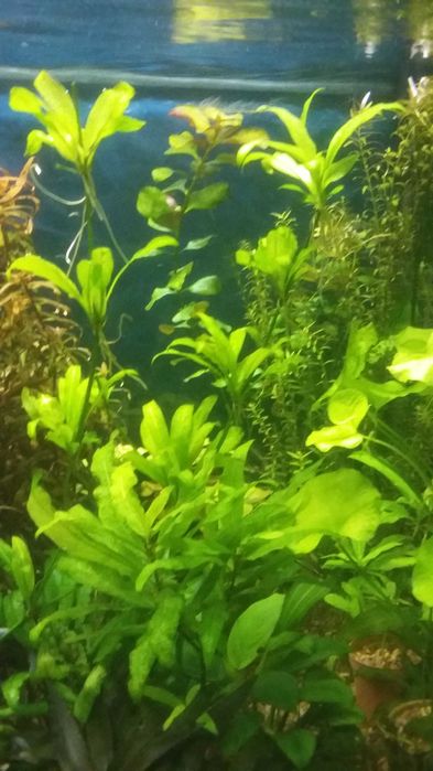 ПРОДАМ! Аквариумные растения