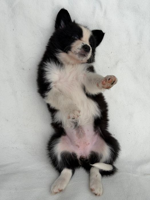 *SEPHORA* Szczeniak Border Collie ZKwP FCI juz do odbioru