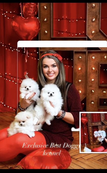 ‼️Exclusive VIP цуценята померанці. Померанський шпіц. Міні ведмедик