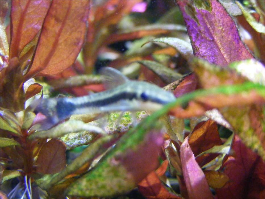 GB Otos, Otosek Przyujściowy