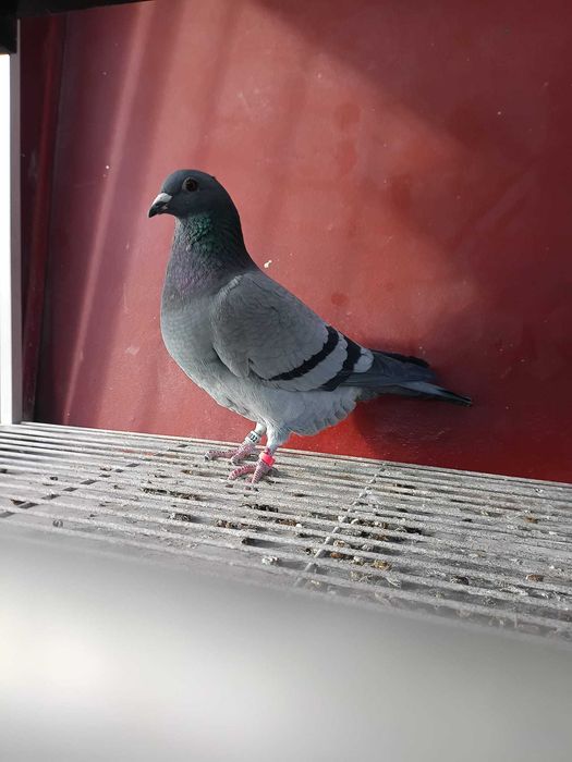 Sprzedam gołębie pocztowe po org. Puttmann.