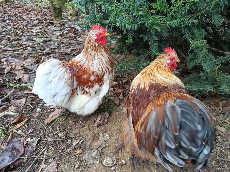 Karzełek kochin koguty 2025