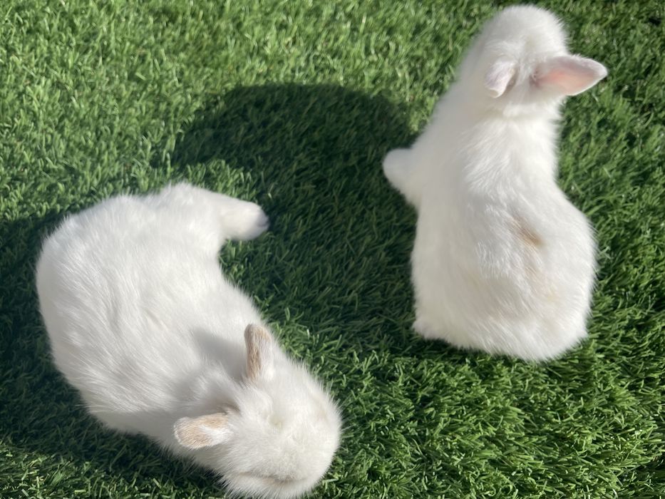 Coelhos anoes belier