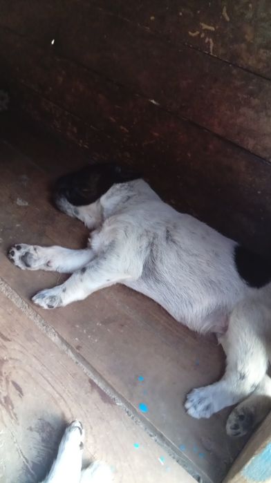 Віддам цеценят безкоштовно