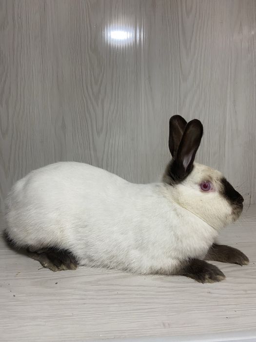 Каліфорнія пара 1+1