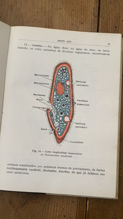 Compêndio de Biologia