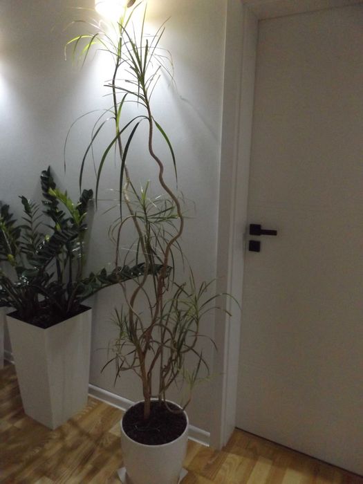 Dracena kwiatek duży zamienie na mniejszy