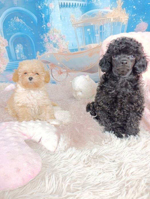 Pudel Toy-Czarny  chłopiec