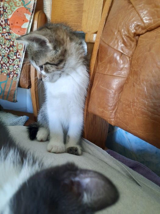Котики в добрі руки .  Чемні люблячі