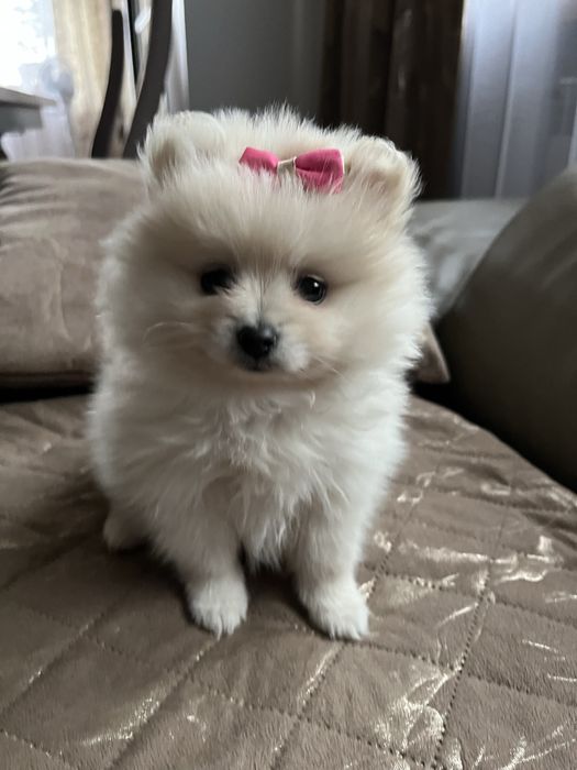 Szpic miniaturowy pomeranian suczka