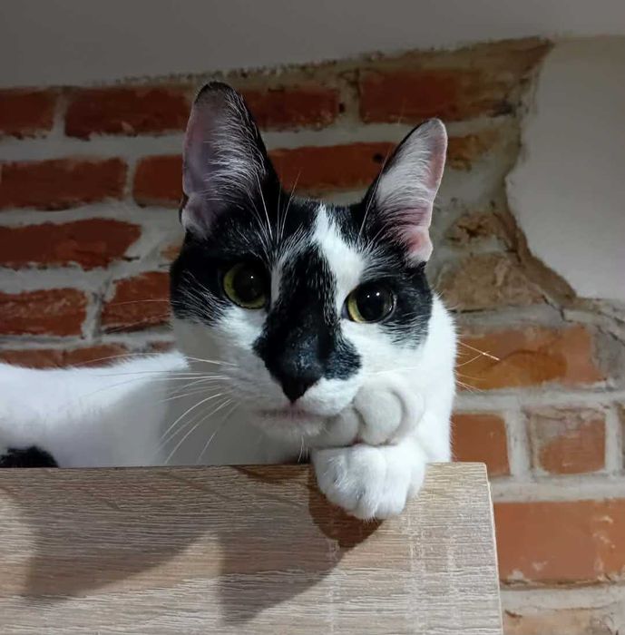 Adopcja koteczka Felicja szuka domu