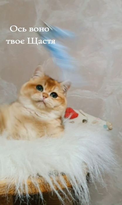 Золотий британський шиншила котик ny12