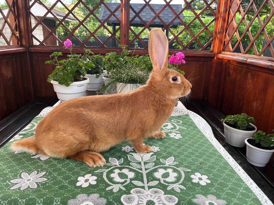 Кролі породи Бургундець та Білий Панон