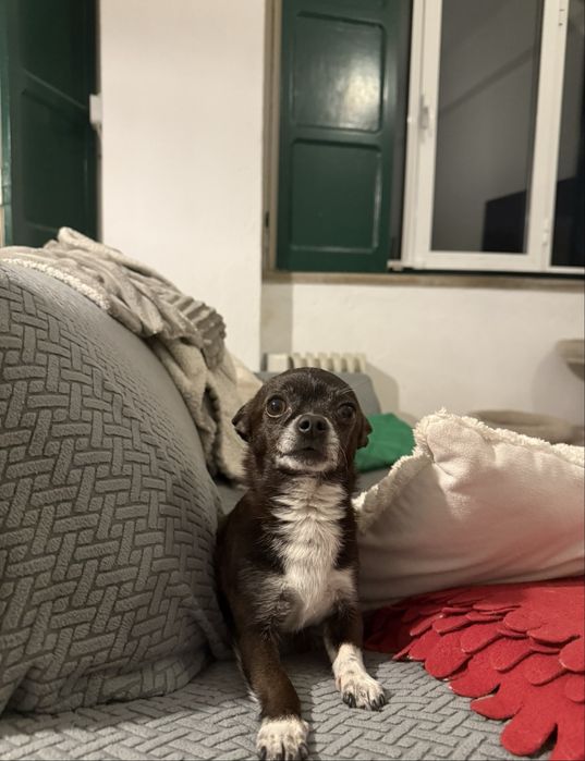 Passeios para cães e Pet Sitting (Primeira visita gratuita)