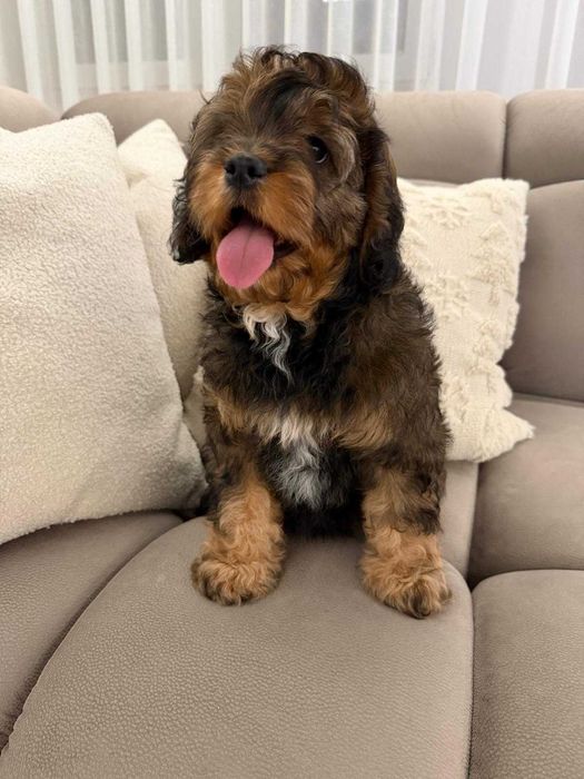 Szczeniak Cavapoo Do Odbioru Hybryda Ras Dziewczynka