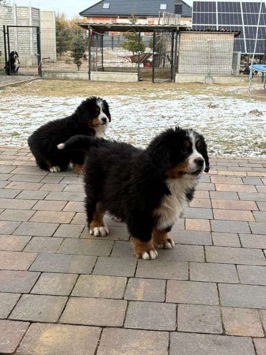 Bernenski pies pasterski