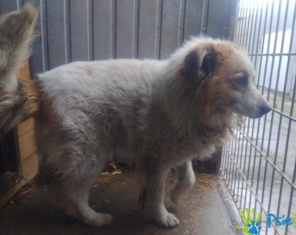 Piesek BARYTON ogląda się za domkiem!