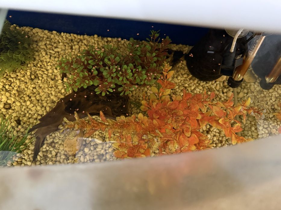 Акваріум з усім приладдям