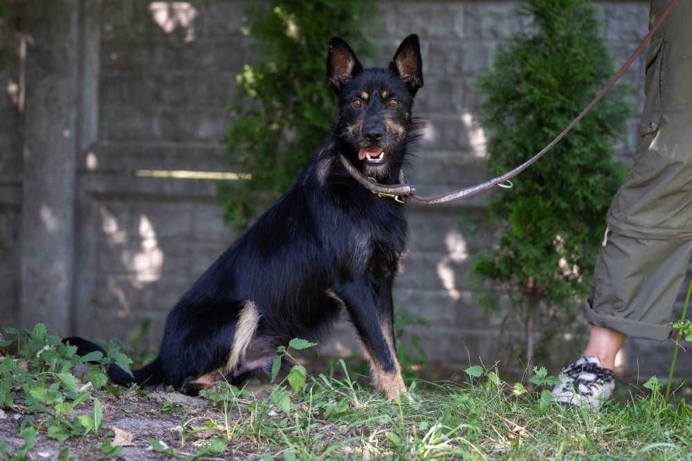 088925 Gaspar do adopcji