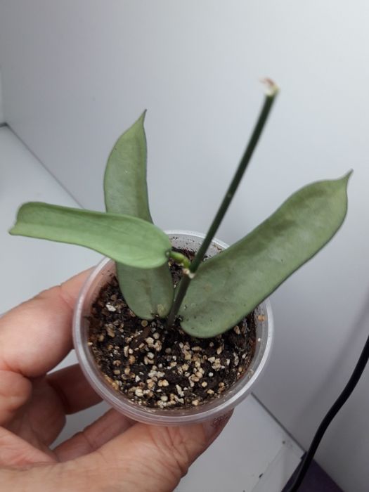 Хойя пандурата сильвер укореняшка