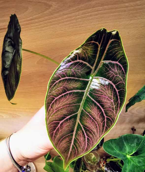 Alokazja Azlanii