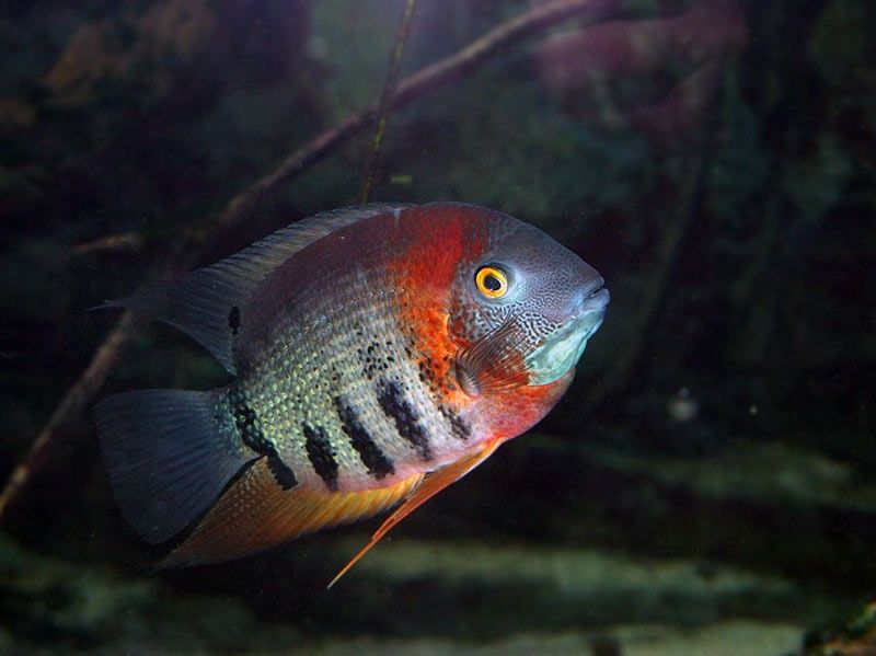 Rybki akwariowe Pielęgnica severum
