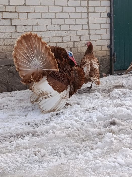 Запис на інкубаційне яйце бурбона .
