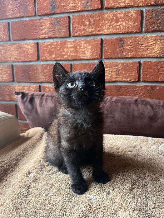 kocurek do adopcji
