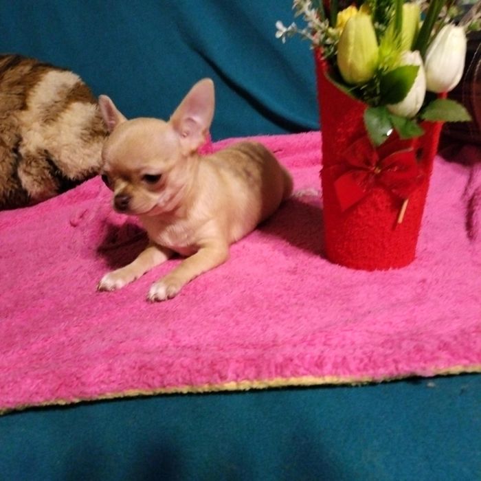 Чистокровные милашки чихуашки