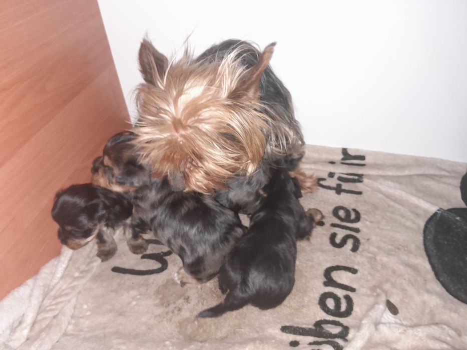 Йорчата  девочки