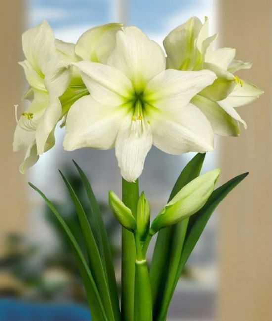 Amarylis zwartnica hippeastrum Lemon Star cebulka 2 cebulki za 36 zł