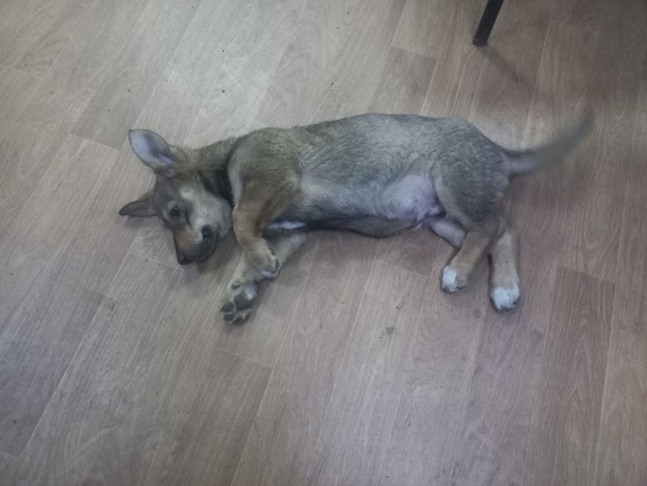 Щеночек ищет дом