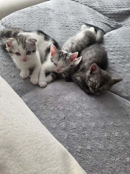кошенят у добрі руки