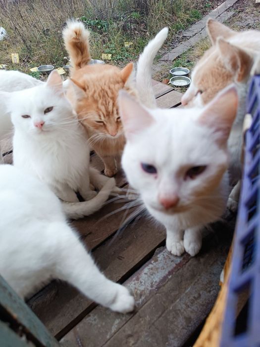 Котики Козача Лопань снежок, беляшик, снежинка, рижик, снайпер, комуфл