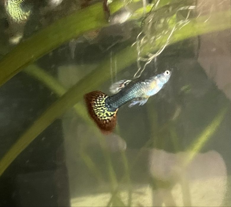 Casal Guppies Red Dragon Halfmoon: Linha Pura, Famalicão