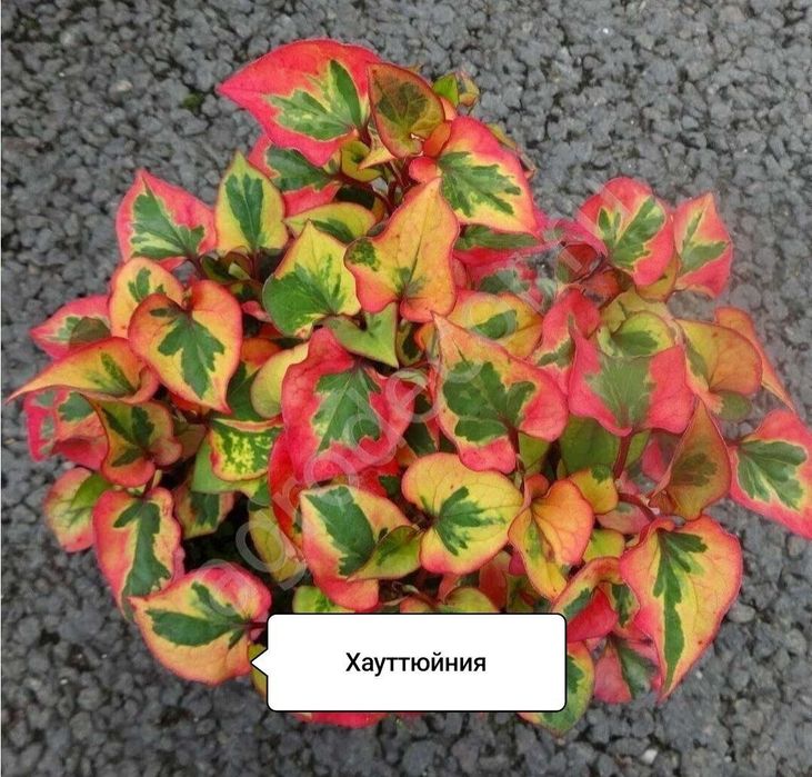 Хауттюйния -  садовый почвопокрывной многолетник