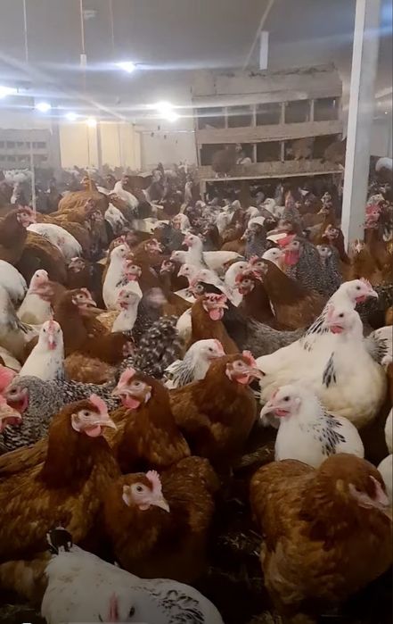 Kury Leghorn 24 tygodnie! Wysyłka od 10 sztuk.