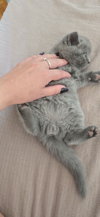 Британські кошенята