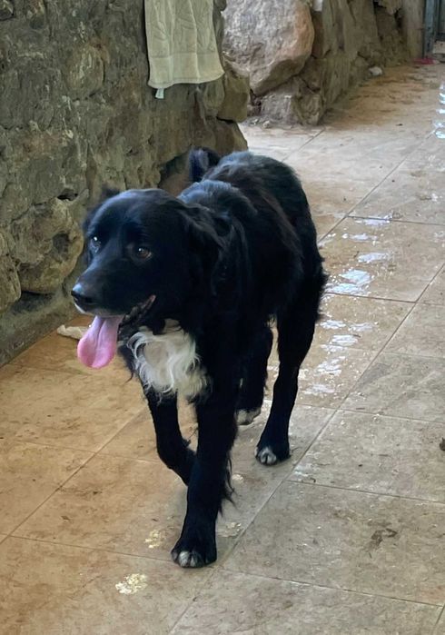 Panda - Para Adopção