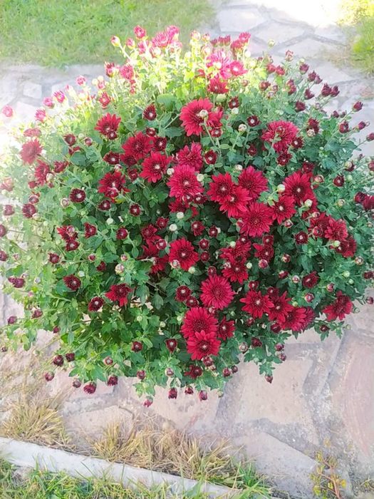 Хризантема. Мультифлора. Горщикова. Різні сорти.