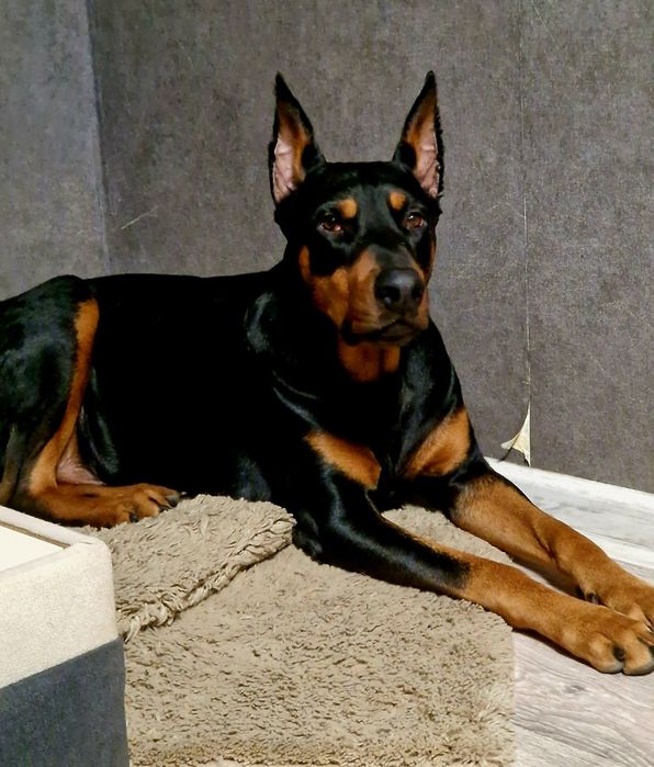 Вязка добермана ( кобель)