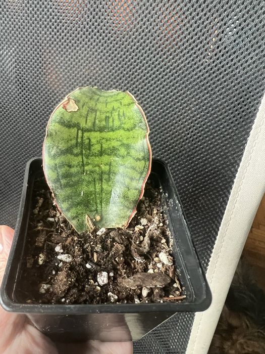 Sansevieria Kirkii Silver Blue Cleopatra liść
