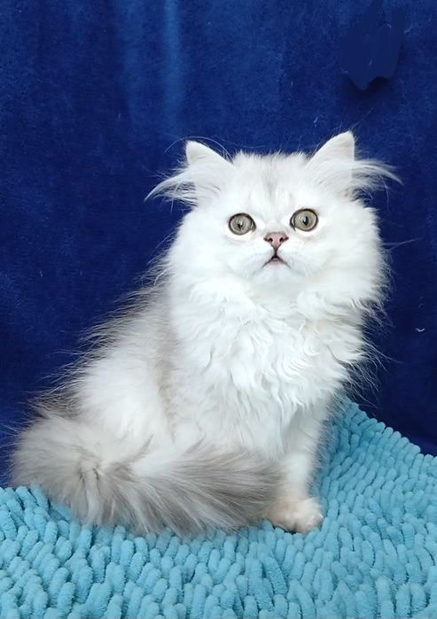 Серебристая шиншилла мальчик
